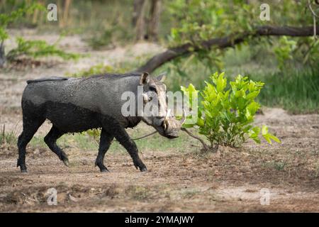 Warthog (Phacochoerus africanus), vue latérale des animaux marchant à droite. Rivière Kwando, parc national de Bwabwata, Namibie, Afrique Banque D'Images