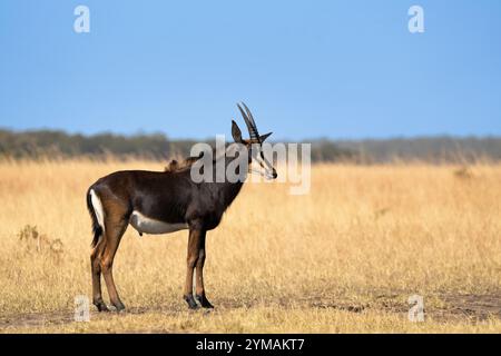 Antilope de sable (Hippotragus Niger variani) portrait horizontal. Animaux debout dans l'herbe, vue de côté de tout le corps. Chutes Victoria, Zimbabwe, Afrique Banque D'Images