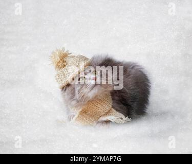 Portrait de chat gris dans la neige Banque D'Images