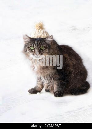 Portrait de chat gris dans la neige Banque D'Images