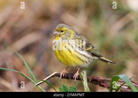 Leurre avec le nom scientifique de (Serinus serinus). Petit oiseau dosé et de couleur jaune perché sur une branche de buisson près du sol. Banque D'Images