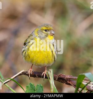 Leurre avec le nom scientifique de (Serinus serinus). Petit oiseau dosé et de couleur jaune perché sur une branche de buisson près du sol. Banque D'Images
