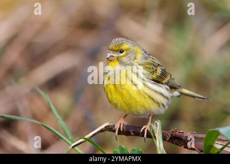 Leurre avec le nom scientifique de (Serinus serinus). Petit oiseau dosé et de couleur jaune perché sur une branche de buisson près du sol. Banque D'Images