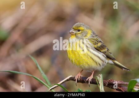 Leurre avec le nom scientifique de (Serinus serinus). Petit oiseau dosé et de couleur jaune perché sur une branche de buisson près du sol. Banque D'Images