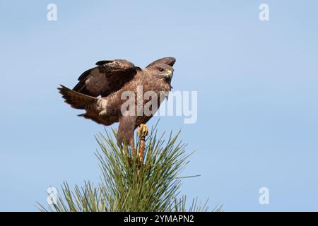 Buzzard à ailes rondes ou aigle à ailes rondes (Buteo buteo). Un aigle perché au sommet d'un pin. Banque D'Images
