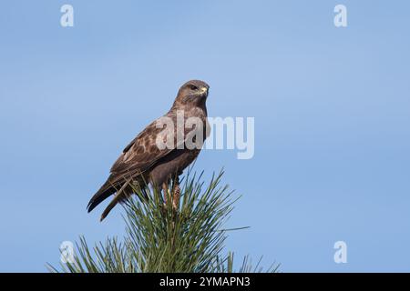 Buzzard à ailes rondes ou aigle à ailes rondes (Buteo buteo). Un aigle perché au sommet d'un pin. Banque D'Images