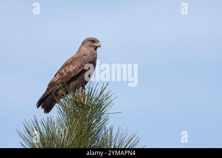 Buzzard à ailes rondes ou aigle à ailes rondes (Buteo buteo). Un aigle perché au sommet d'un pin. Banque D'Images