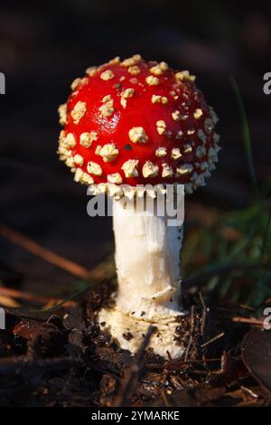 Amanita muscaria, connu sous le nom de mouche agarique ou mouche agarique. Champignon rouge avec des taches rouges rondes. Banque D'Images