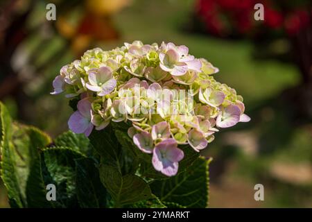 Hydrangea communément appelé hortensia, est un genre de plus de 70 espèces - la beauté dans la montagne Ba Den - toit de la région sud-est Banque D'Images