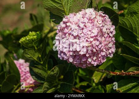 Hydrangea communément appelé hortensia, est un genre de plus de 70 espèces - la beauté dans la montagne Ba Den - toit de la région sud-est Banque D'Images