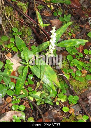 Plantain de crotale (Goodyera repens) Banque D'Images