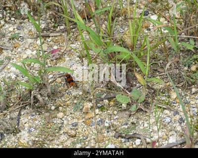 Fourmi de velours oriental commun (Dasyutilla occidentalis) Banque D'Images