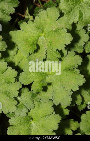 Bec de grue violet (Geranium × magnificum) Banque D'Images