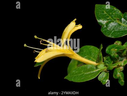 Une tige de chèvrefeuille japonais, Lonicers japonica avec des feuilles et une fleur ouverte de couleur jaune et un fond noir. Un gros plan bien ciblé. Banque D'Images