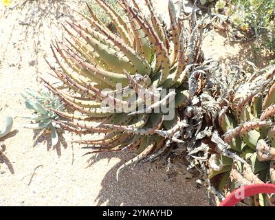 Aloès épine noire (Aloe melanacantha) Banque D'Images