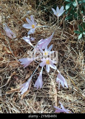 Steven's Meadow Safran (Colchicum stevenii) Banque D'Images