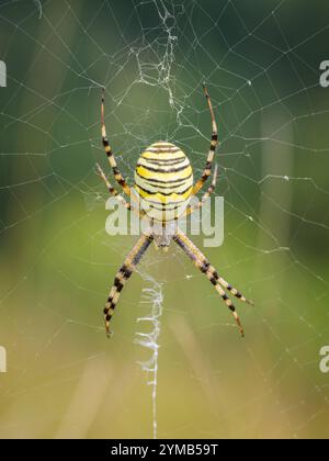 Une grande guêpe araignée Argiope bruennichi assis dans le web, jour ensoleillé en été Vienne, Autriche Villach Autriche Banque D'Images