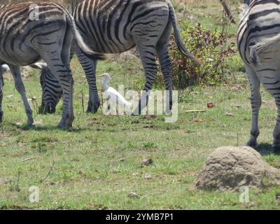 WESTERN Cattle-Egret (Ardea ibis) Banque D'Images