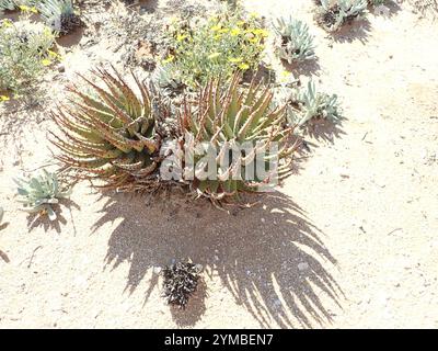 Aloès épine noire (Aloe melanacantha) Banque D'Images