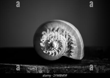 Une photographie en noir et blanc d'une coquille de nautilus chambrée Nautilus pompilius montre un beau motif en spirale. Banque D'Images