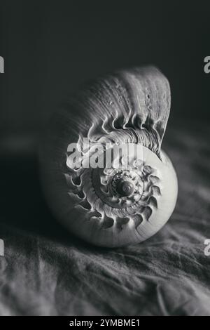 Une photographie en noir et blanc d'une coquille de nautilus chambrée Nautilus pompilius montre un beau motif en spirale. Banque D'Images