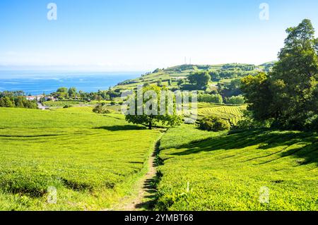 Gorreana Tea Factory, Acores, Portugal Banque D'Images