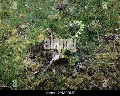 Plantain de crotale (Goodyera repens) Banque D'Images