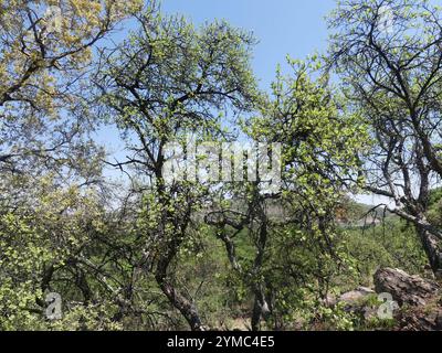 Poire sauvage d'Afrique du Sud (Dombeya rotundifolia) Banque D'Images