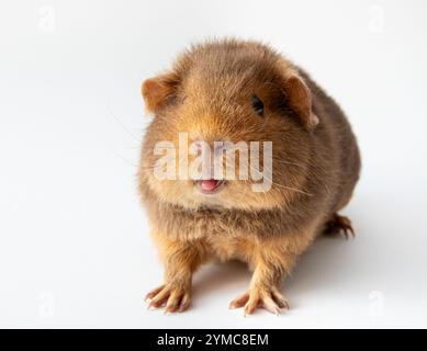 Mignon jeune cobaye montrant la langue rose. Le cobaye ou le cobaye domestique, Cavia porcellus connu sous le nom de cava ou cava domestique. Banque D'Images