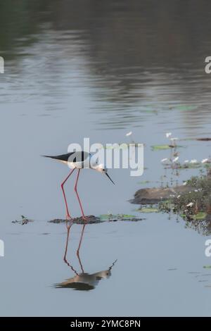 pilotis ailés noirs regardant son reflet dans un lac Banque D'Images