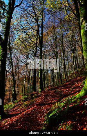 Automne dans la forêt de Dyfi près de Machynlleth avec un sol couvert de feuilles, des feuilles dorées sur les arbres et les sentiers / sentiers de trekking, fougères, soleil brumeux. Banque D'Images