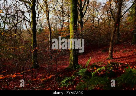 Automne dans la forêt de Dyfi près de Machynlleth avec un sol couvert de feuilles, des feuilles dorées sur les arbres et les sentiers / sentiers de trekking, fougères, soleil brumeux. Banque D'Images