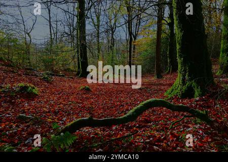 Automne dans la forêt de Dyfi près de Machynlleth avec un sol couvert de feuilles, des feuilles dorées sur les arbres et les sentiers / sentiers de trekking, fougères, soleil brumeux. Banque D'Images