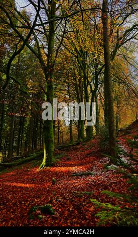 Automne dans la forêt de Dyfi près de Machynlleth avec un sol couvert de feuilles, des feuilles dorées sur les arbres et les sentiers / sentiers de trekking, fougères, soleil brumeux. Banque D'Images