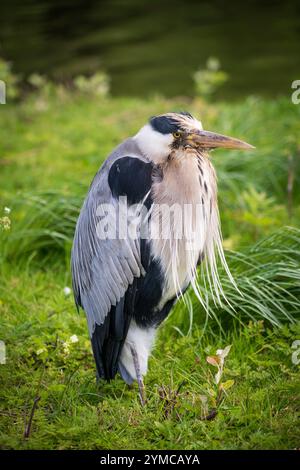 Le Regent's Park, l'un des parcs royaux de Londres, Royaume-Uni Banque D'Images