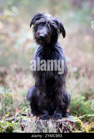 Ralph, un chien secouru, dans la New Forest, Hampshire, Angleterre, Royaume-Uni. Chien Mongrel Banque D'Images