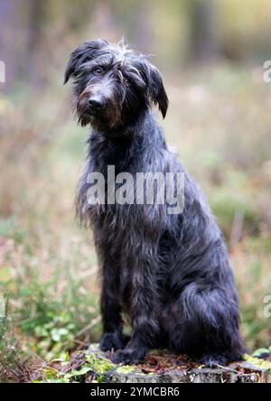 Ralph, un chien secouru, dans la New Forest, Hampshire, Angleterre, Royaume-Uni. Chien Mongrel Banque D'Images