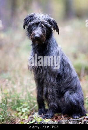 Ralph, un chien secouru, dans la New Forest, Hampshire, Angleterre, Royaume-Uni. Chien Mongrel Banque D'Images