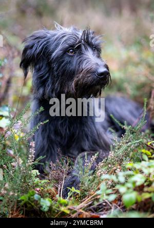 Ralph, un chien secouru, dans la New Forest, Hampshire, Angleterre, Royaume-Uni. Chien Mongrel Banque D'Images