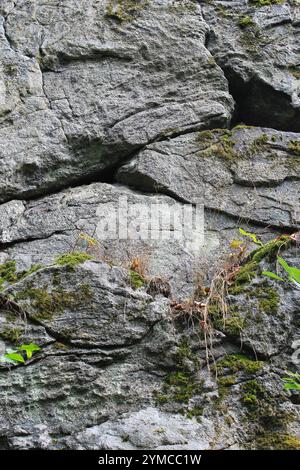 Couches de roche sur un mur de roche avec de petites plantes Banque D'Images