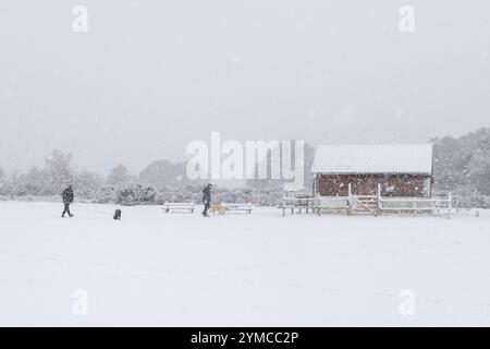 Godshill, New Forest, Hampshire, Angleterre, Royaume-Uni, 21 novembre 2024, Météo : neige abondante le matin pendant le coup de froid au début de l'hiver. Promeneurs de chiens dans des conditions de blizzard. Paul Biggins/Alamy Live News Banque D'Images