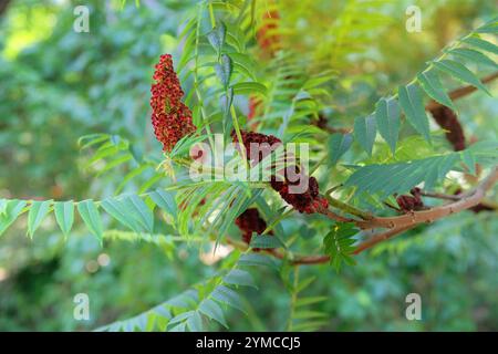 Rhus typhina pousse dans le jardin. Jardin de campagne. Fond floral de nature. Sumac corne de cerf. Petit arbre qui pousse en grands groupes. Banque D'Images