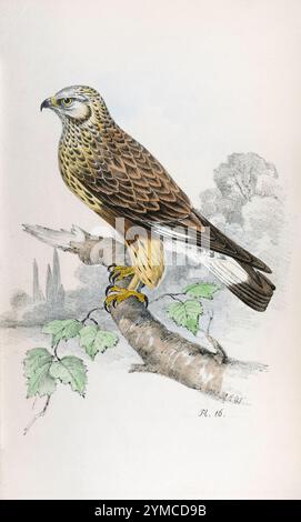 Buzzard aux pattes rugueuses. Plaque 16. Meyer's British Birds. 1842 Banque D'Images