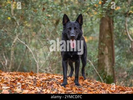 Un berger allemand dans un endroit forestier. Banque D'Images