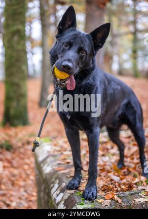 Un berger allemand dans un endroit forestier. Banque D'Images