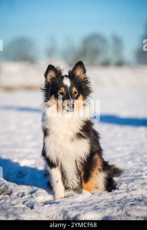 Chiot berger Shetland dans la neige Banque D'Images