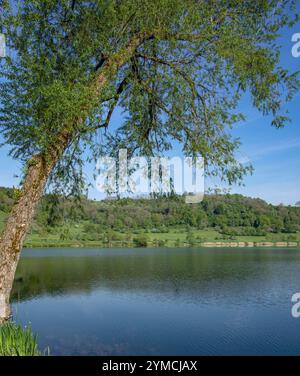 Lac de cratère appelé Schalkenmehrener Maar, l'Eifel, région volcanique de l'Eifel près de Daun, Allemagne Banque D'Images