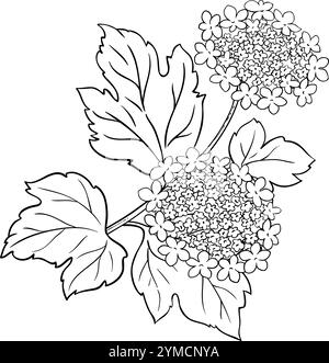 Guelder Rose Branch dessin coloré. Illustration de Vecteur