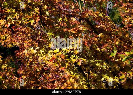 Érable japonais (Acer palmatum) avec feuillage d'automne jaune et rouge. Banque D'Images