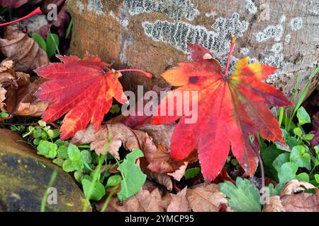 Feuilles rouges de l'érable Acer japonicum Vitifolium tombées sur le sol. Banque D'Images